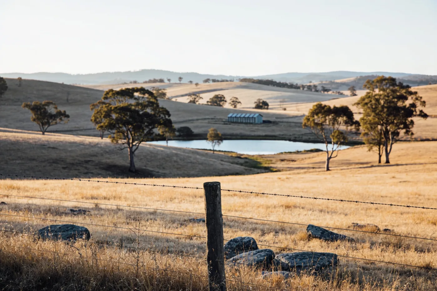 Rolling farmland with gum trees and a post-and-wire fence in regional Victoria